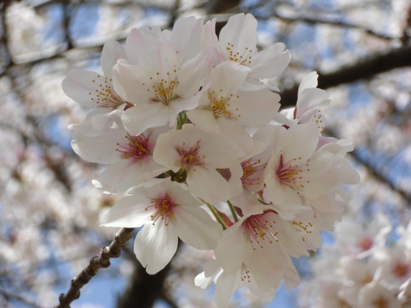 桃寿苑の桜